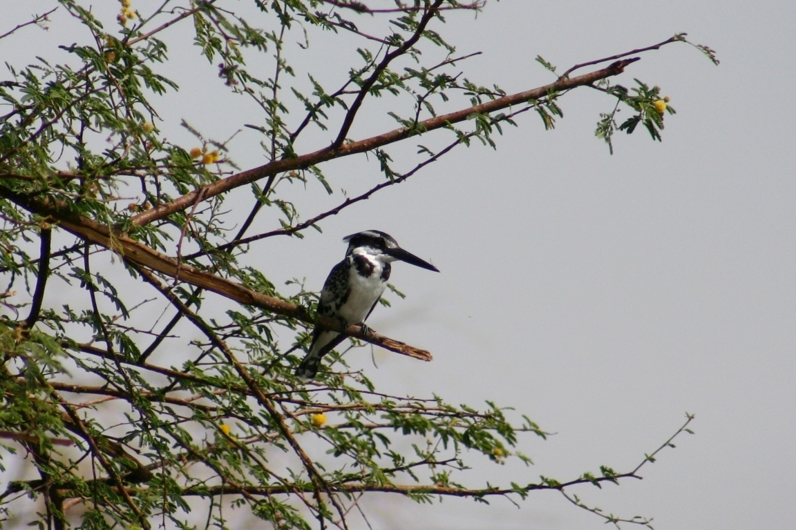 Kingfisher On Side Of Nile
